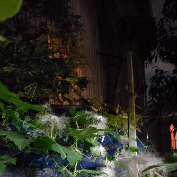 カラスウリ（烏瓜）の画像 by Mistyさん | 小さな庭とカラスウリ（烏瓜）と花のある暮らし