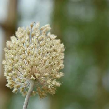 ネギ属の投稿画像一覧 Greensnap グリーンスナップ