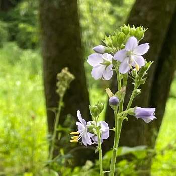 ハナシノブの投稿画像一覧 Greensnap グリーンスナップ ハナシノブの投稿画像一覧 Greensnap グリーンスナップ