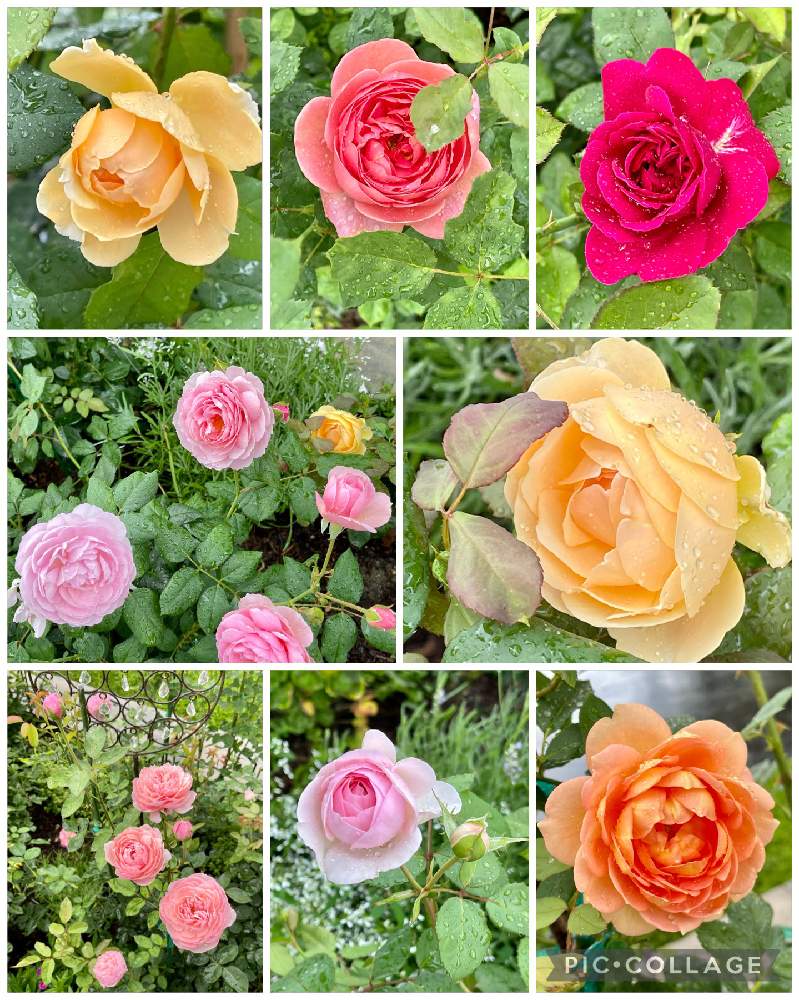 小さな庭の画像 by ブルーネストさん | 小さな庭とイングリッシュローズとDA オリビアローズオースティンとDA ダーシーバッセルとDA ボスコベルとDA アンシェントマリナーとDA レディオブシャロットとDA ジュード・ジ・オブスキュアとDA クイーンオブスエーデン(多分)とばら バラ 薔薇とオレンジ色の花とピンクの花とおうち園芸と香る花とイングリッシュ・ローズとデビッドオースティンと赤い花とガーデニングとバラを楽しむとアプリコット色の花