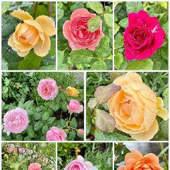DA ジュード・ジ・オブスキュアの画像 by ブルーネストさん | 小さな庭とイングリッシュローズとDA オリビアローズオースティンとDA ダーシーバッセルとDA ボスコベルとDA アンシェントマリナーとDA レディオブシャロットとDA ジュード・ジ・オブスキュアとDA クイーンオブスエーデン(多分)とばら バラ 薔薇とオレンジ色の花とピンクの花とおうち園芸と香る花とイングリッシュ・ローズとデビッドオースティンと赤い花とガーデニングとバラを楽しむとアプリコット色の花