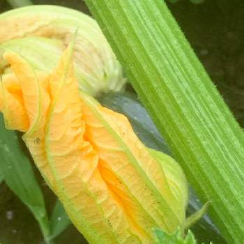 ウリ科の投稿画像一覧 Greensnap グリーンスナップ