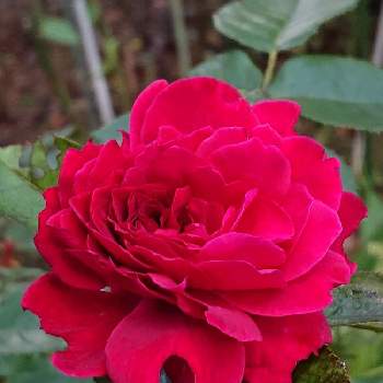 イブピアッチェの投稿画像一覧 Greensnap グリーンスナップ イブピアッチェの投稿画像一覧 Greensnap グリーンスナップ