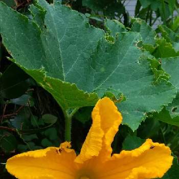 かぼちゃの花の投稿画像一覧 Greensnap グリーンスナップ
