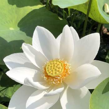 白いハスの花の投稿画像一覧 Greensnap グリーンスナップ