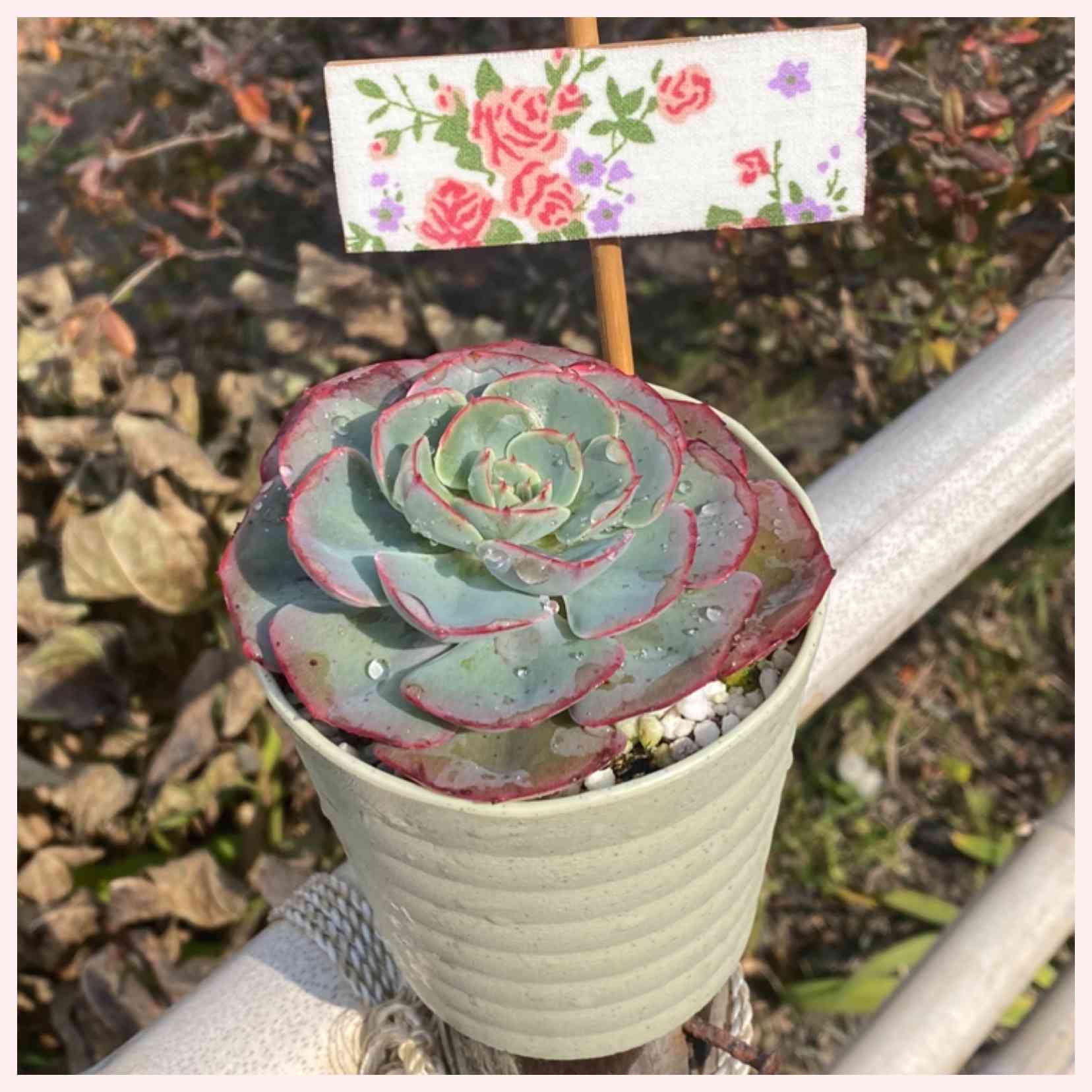 ペルシア　多肉植物 ◇ペルシア◇綺麗なグラデーションに紅葉「多肉植物」の