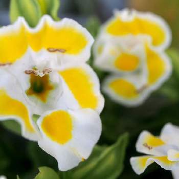 トレニアf1カウアイレモンドロップの投稿画像一覧 Greensnap グリーンスナップ