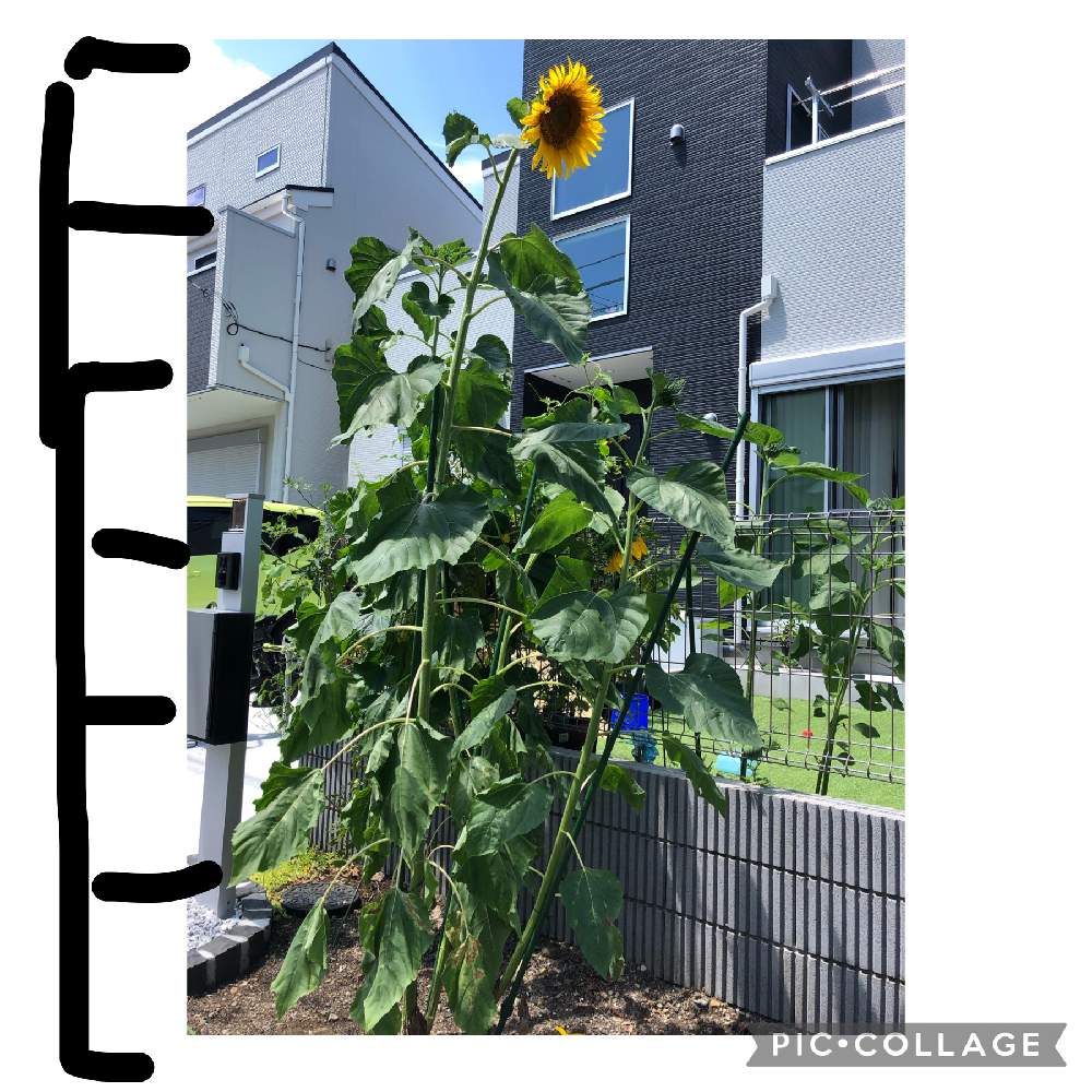 向日葵の投稿画像 By はちさん ロシアひまわりとひまわりと小さな庭と大きな向日葵と夏を彩るひまわり21と大きな向日葵と夏を彩るひまわり21 21月7月30日 Greensnap グリーンスナップ Greensnap グリーンスナップ