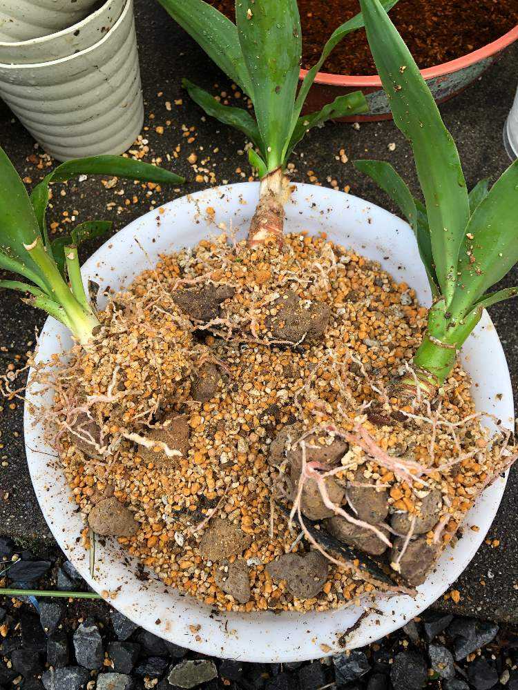 ユッカ 挿し木 抜き苗 曲がり