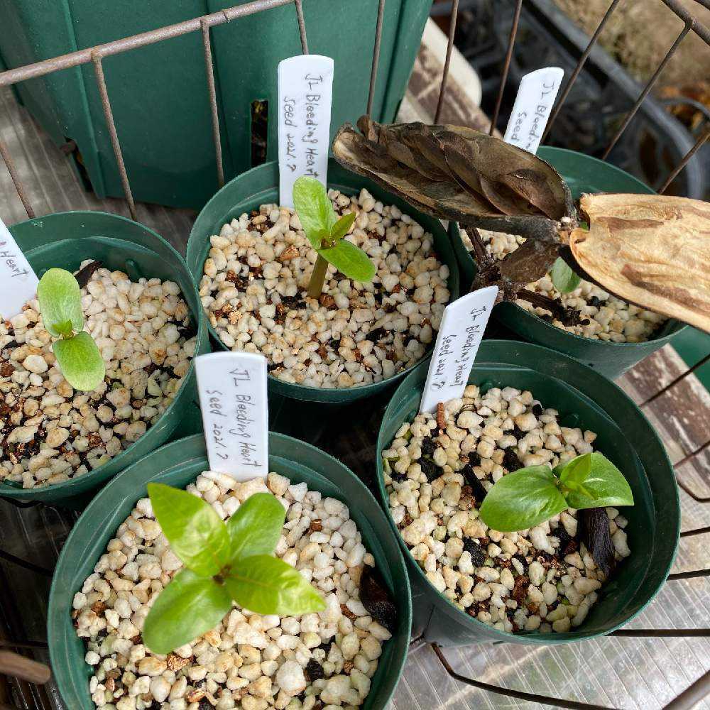 実生苗の成長記録〜世界に一つだけの花を咲かせましょう