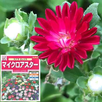 マイクロアスターの画像 by shizukuさん | マイクロアスターと赤い花と金曜日の蕾たちとはじまりは種蒔きから