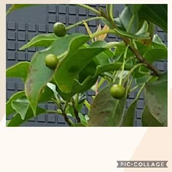 ソヨゴの実の投稿画像一覧 Greensnap グリーンスナップ