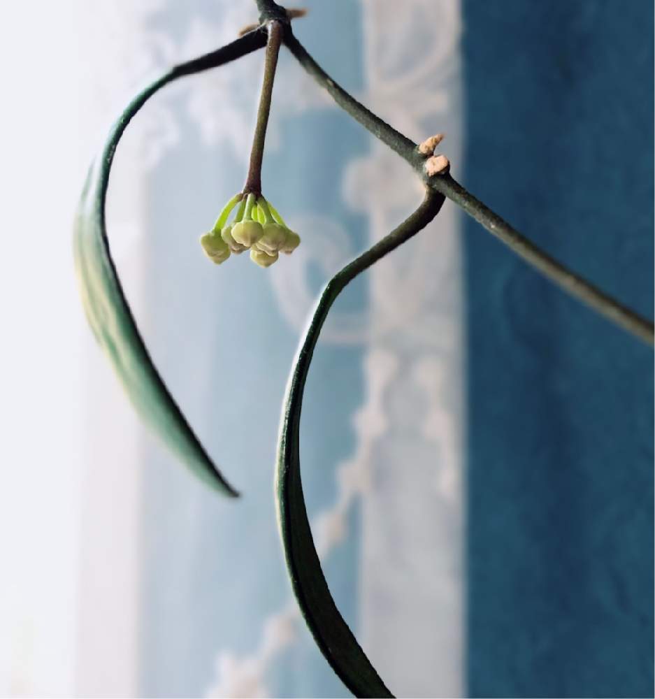 ホヤ デビットクミンギーの投稿画像 By じーこさん 部屋とはっぱを楽しむと金曜日の蕾たちと観葉植物と猫のいる生活とつぶつぶといい眺めとおうち園芸とつぼみとホヤと多肉女子と小花と宿根草大好きと花のある暮らしとロザリアンとグリーンとはっぱを楽しむと金曜日の蕾