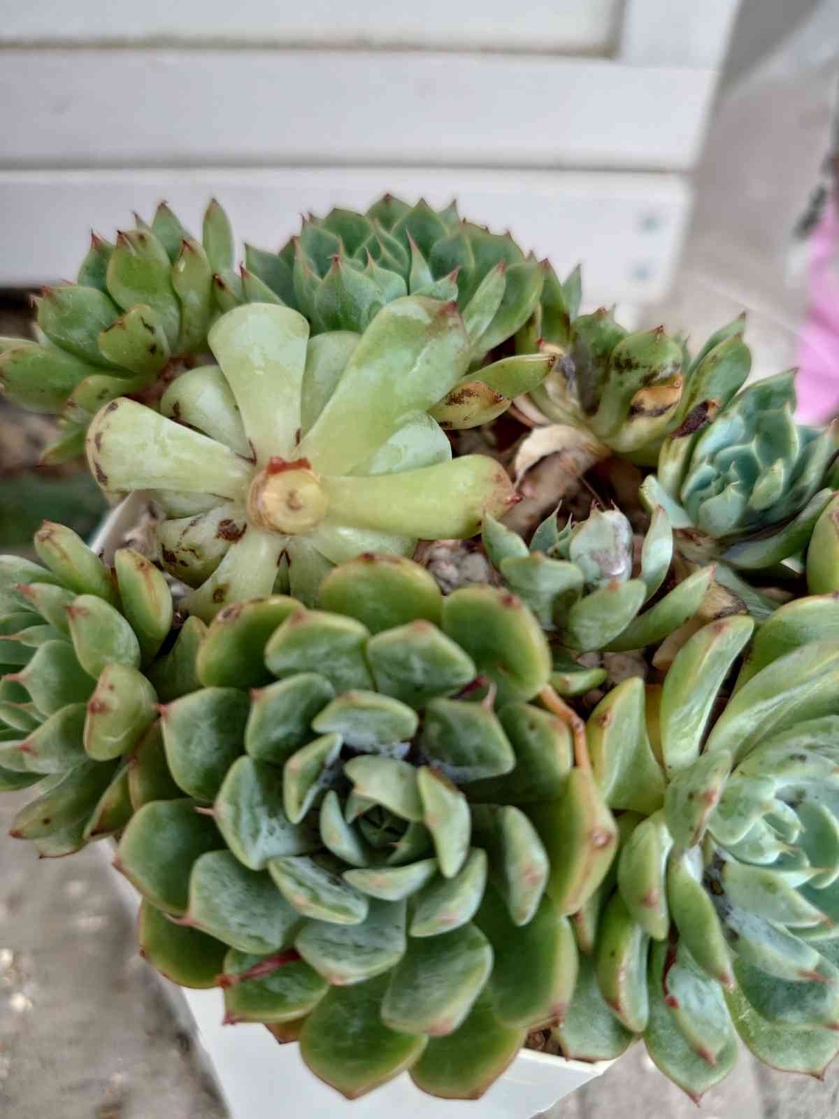 多肉植物 緑ボタン 2カット(カットに付き根っこ有りません) 【公式通販】