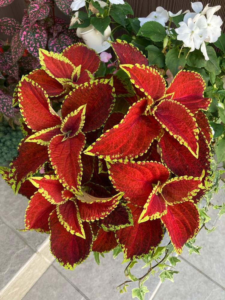 コリウスの投稿画像 By Rimaさん 玄関と北玄関と寄せ植えと鉢植えとガーデニングと花のある暮らしと北海道と北玄関と寄せ植えと鉢植えとガーデニングと花のある暮らしと北海道 21月7月30日 Greensnap グリーンスナップ Greensnap グリーンスナップ