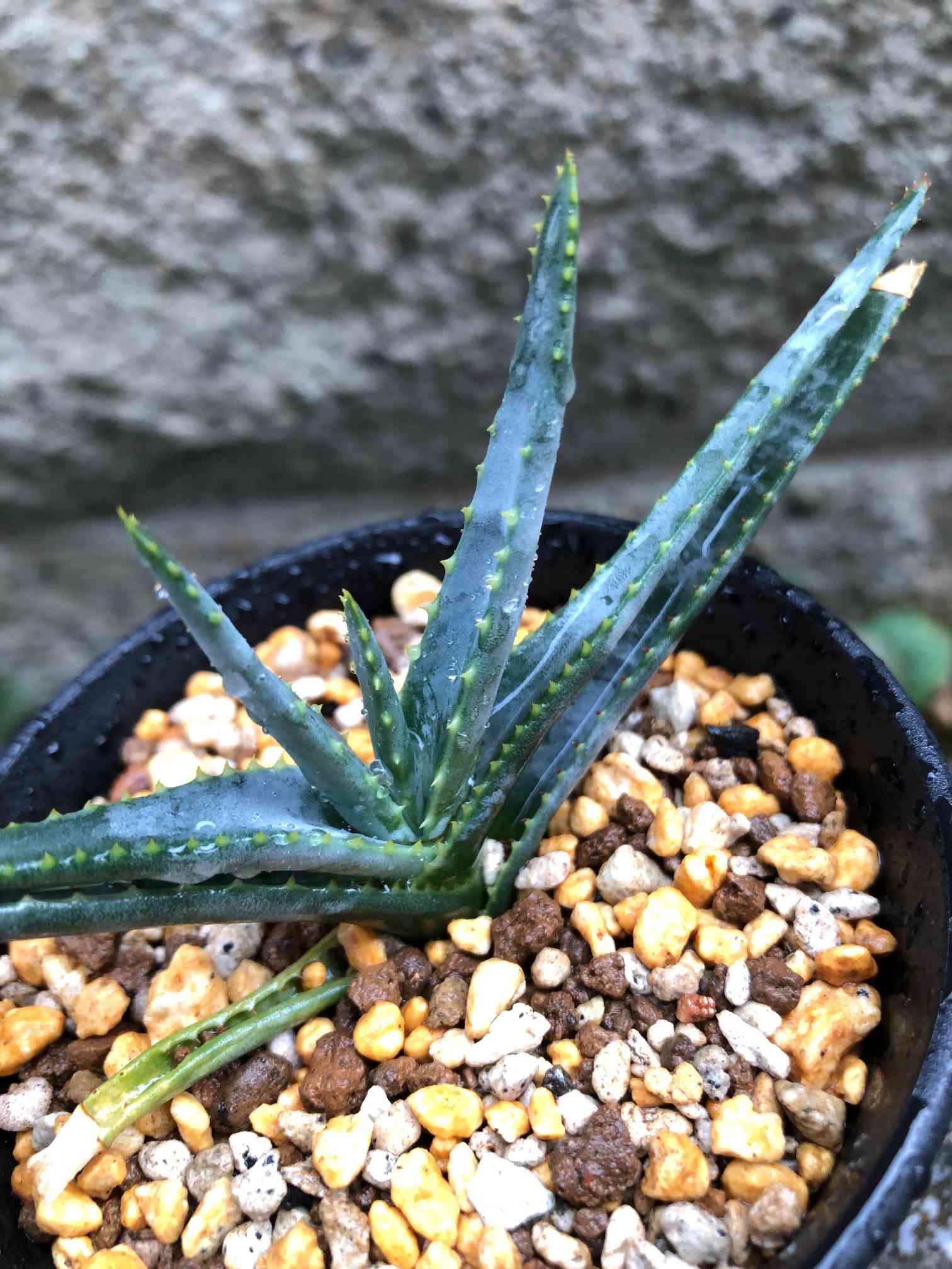 アロエ　アルギロスタキス アロエ・アルギロスタキス｜🍀GreenSnap（グリーンスナップ）