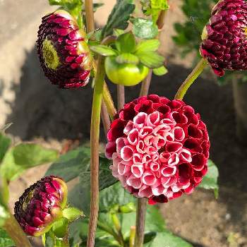 ポンポン咲きダリアの投稿画像一覧 Greensnap グリーンスナップ