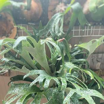 P.bahiaの投稿画像一覧|🍀GreenSnap(グリーンスナップ)
