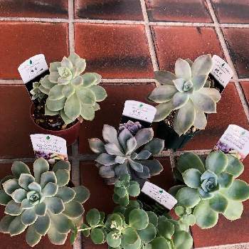 薄氷の投稿画像一覧 Greensnap グリーンスナップ