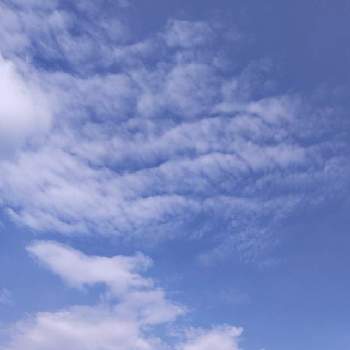 ひまわり♪の画像 by midorigonzさん | ウォーキング中と雲仲間とひまわり♪と青空に映えると青空と花とあおぞら♪と青空と一緒に
