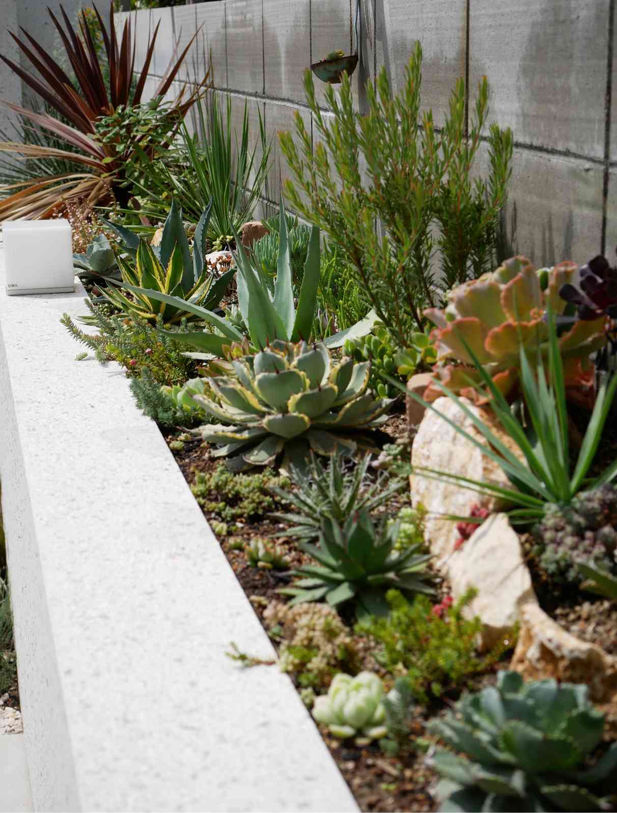 アガベ HADDS 管理No.25353469】アガベ ハデス（発根済） ｜ Agave Hades | LIT