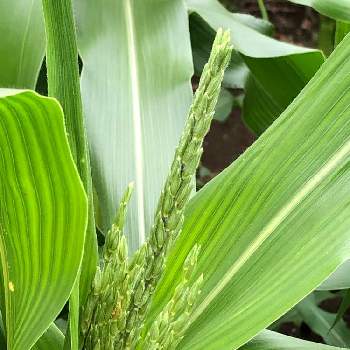 トウモロコシの投稿画像一覧 Greensnap グリーンスナップ