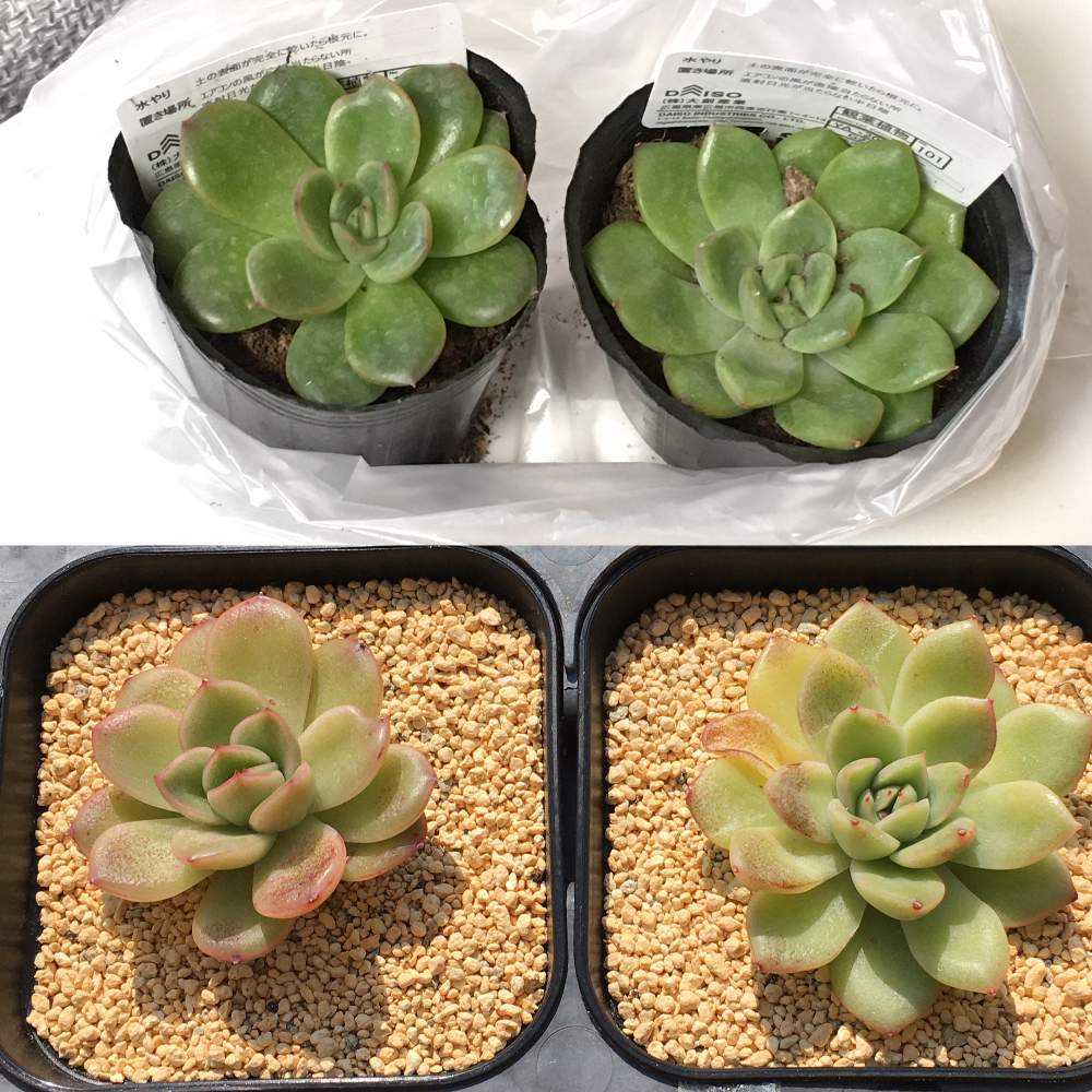 ダイソー謎多肉 育成記録｜🍀GreenSnap（グリーンスナップ）
