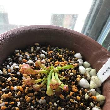 ダーリングトニア カリフォルニカの投稿画像一覧 Greensnap グリーンスナップ ダーリングトニア カリフォルニカの投稿画像一覧 Greensnap グリーンスナップ