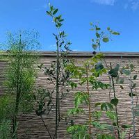 ニームの育て方 植え替え時期や挿し木の方法は Greensnap グリーンスナップ