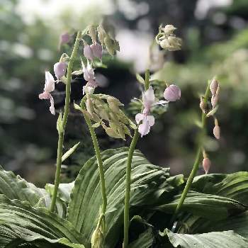 夏エビネの投稿画像一覧 Greensnap グリーンスナップ