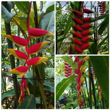 ヘリコニア ロストラータの投稿画像一覧 Greensnap グリーンスナップ