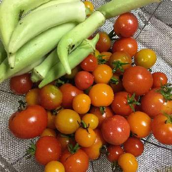 コンパニオンプランツの投稿画像一覧 Greensnap グリーンスナップ