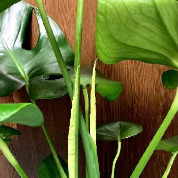 モンステラ♪の画像 by Fuchsia422さん | 窓辺とモンステラと観葉植物と植物のある暮らしと初心者ですとモンステラ♪