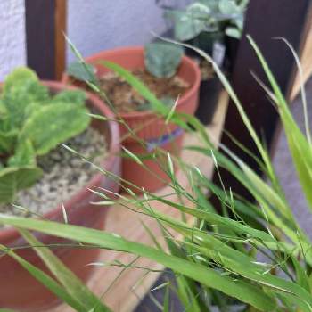 ウラハグサ属の投稿画像一覧 Greensnap グリーンスナップ