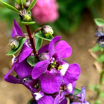 オオバコ科の投稿画像一覧 Greensnap グリーンスナップ