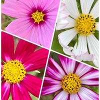 コスモス,いつもありがとう♡,種から,零れ種,癒し…♡の画像