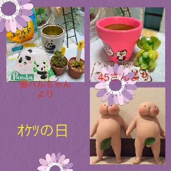 八重トルコききょうの投稿画像一覧 Greensnap グリーンスナップ