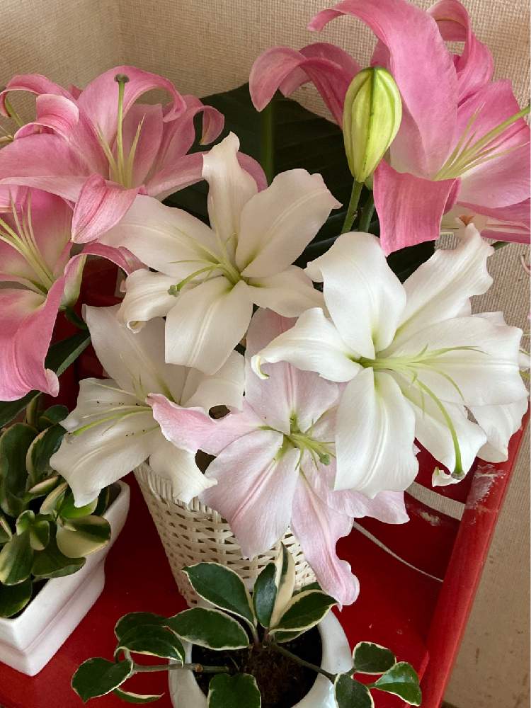 カサブランカの投稿画像 By 月下美人 さん 部屋とピンクの花といい香りと花のある暮らしと白い花といい香り と春馬くん とピンクの花といい香りと花 のある暮らしと白い花といい香り と春馬くん 21月7月31日 Greensnap グリーンスナップ Greensnap