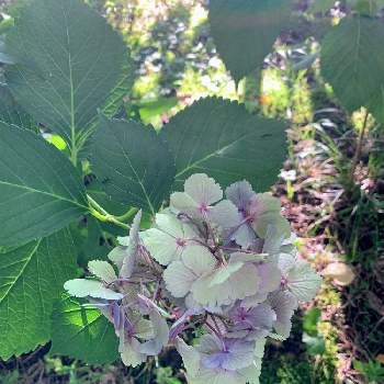 アンニュイカラーの投稿画像一覧 Greensnap グリーンスナップ