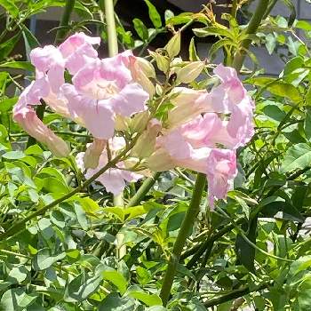 常緑つる性木本の投稿画像一覧 Greensnap グリーンスナップ