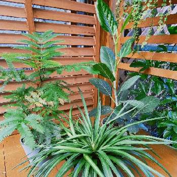 マンガベ Proven Winners Pw ガーデニング 園芸 花苗 低木 多肉植物 花 植物