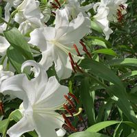 カサブランカ,ユリ,白い花,日比谷公園,今日のお花の画像