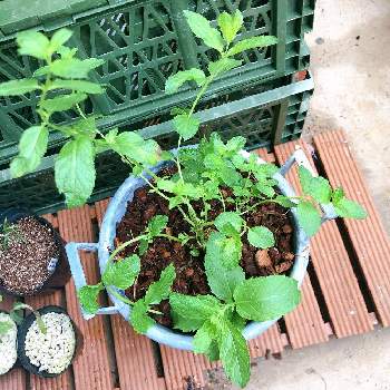 モロッカンミントの投稿画像一覧 Greensnap グリーンスナップ モロッカンミントの投稿画像一覧 Greensnap グリーンスナップ