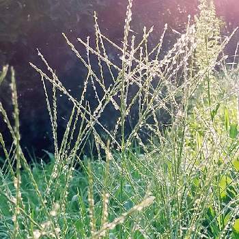 メヒシバの画像 by (σ^ー^σ)コニーさん | お出かけ先とメヒシバと雑草とかわいい雑草