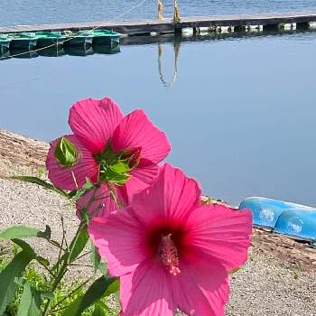 アメリカフヨウの花の画像 by ミント大好きさん | お出かけ先とフヨウ属とアメリカフヨウの花と明治村と入鹿池