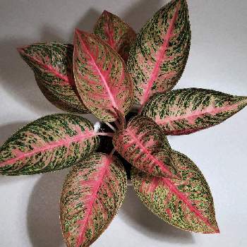 アグラオネマの投稿画像一覧 Greensnap グリーンスナップ