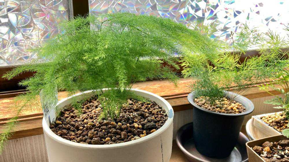 プルモーサス　アスパラガス　苗　シダ　しだ　観葉植物　山野草。 プルモーサス アスパラガス 苗 シダ しだ 観葉植物 山野草。