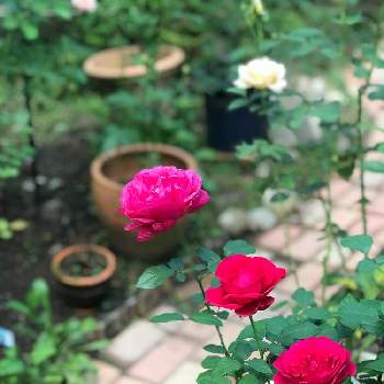 京阪園芸ガーデナーズの画像 by ロージー・Sさん | 広い庭とバラ はいからとロザリアン見習いとばら バラ 薔薇とセール品と京阪園芸ガーデナーズと庭づくりと新米ロザリアンと香りの良いバラとレンガの小径と香りフェチと鉢植えとバラが大好きと手づくりの庭と花のある暮らしと2021  Rose's gardenとロザリアンとばら育て