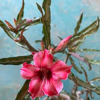 アデニウム ソマレンセの投稿画像一覧 Greensnap グリーンスナップ