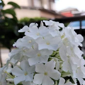 フロックス 花魁草 の投稿画像一覧 Greensnap グリーンスナップ